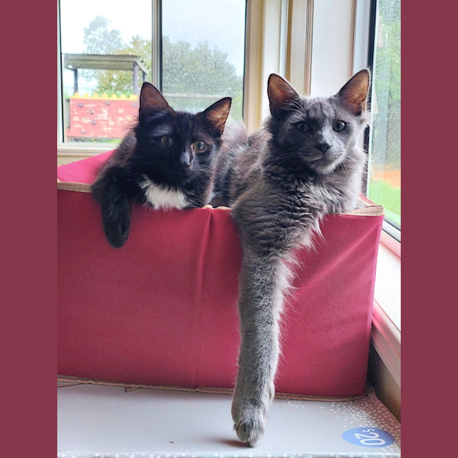 Photo of Hairy Styles