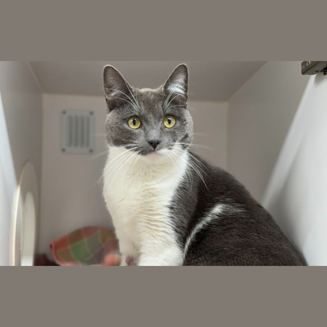 Photo of Frankie