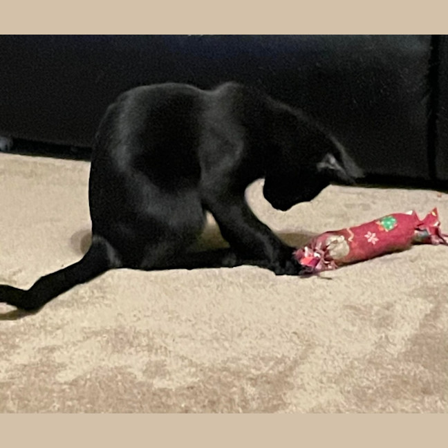 Photo of North   Meet Me At Adoption Day In Ballarat 28/2