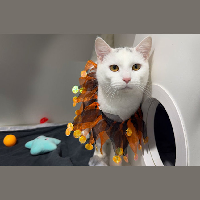 Photo of Corporal Cashew