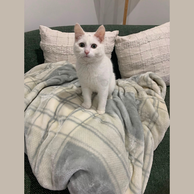 Photo of Banjo