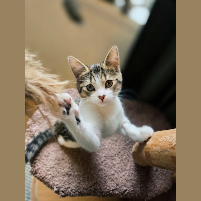 Photo of Hazelnut   In Foster Care In Northcote