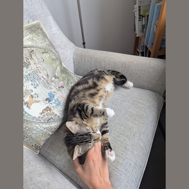 Photo of Bean