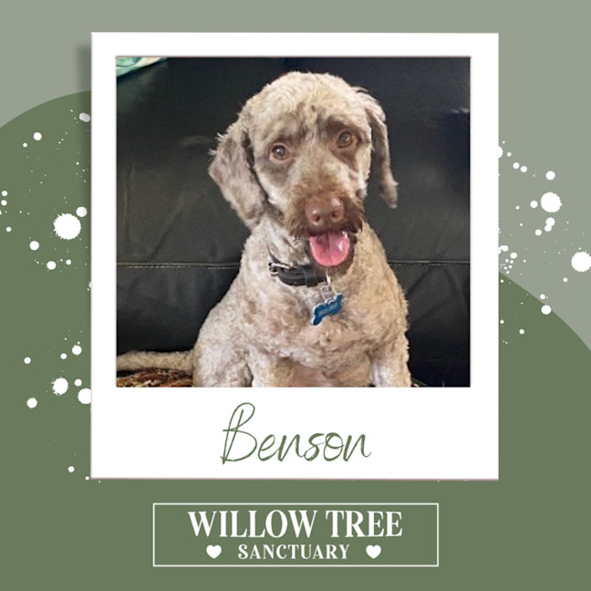 Photo of Benson