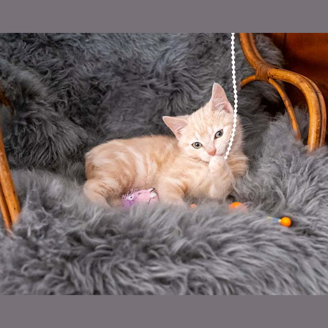 Photo of Toffee