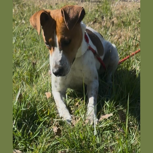 Photo of Roscoe