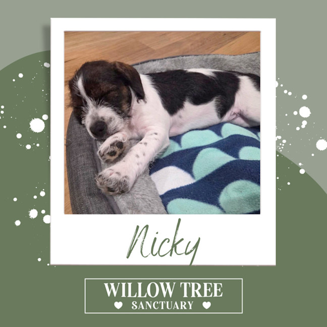 Photo of Nicky