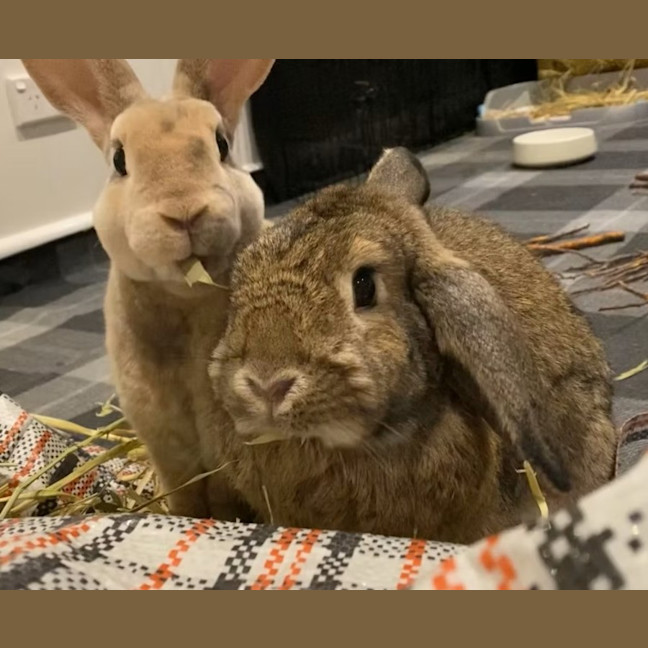 Photo of Tiko & Bonnie
