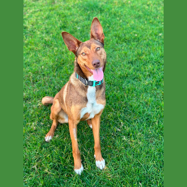 Photo of Cookie