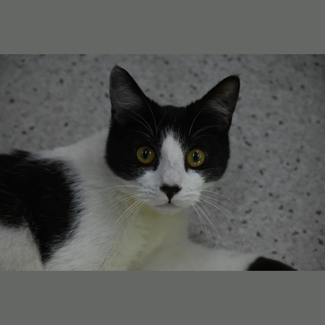 Photo of Stitch