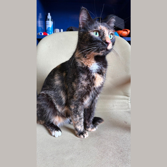 Photo of Doughnut