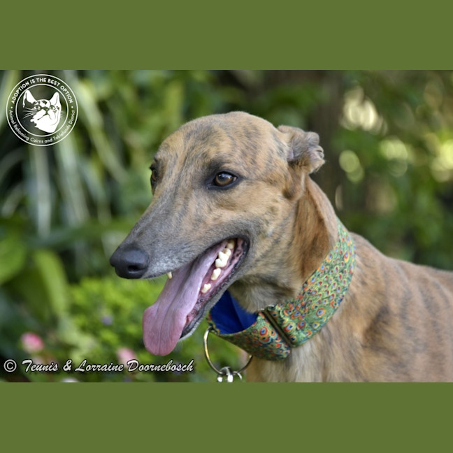 Photo of Max (Woodland Maxi)