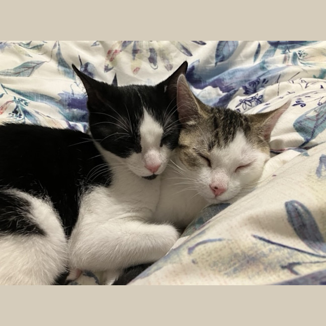 Photo of Spock & Sparrow   5 Month Old Domestic Short Hair