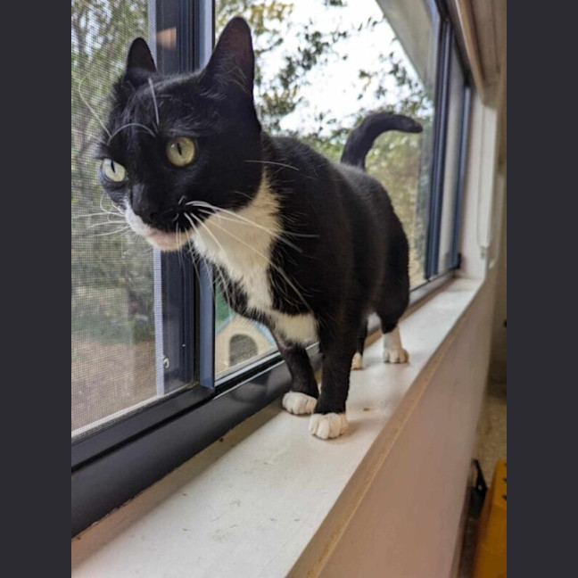 Photo of Willow