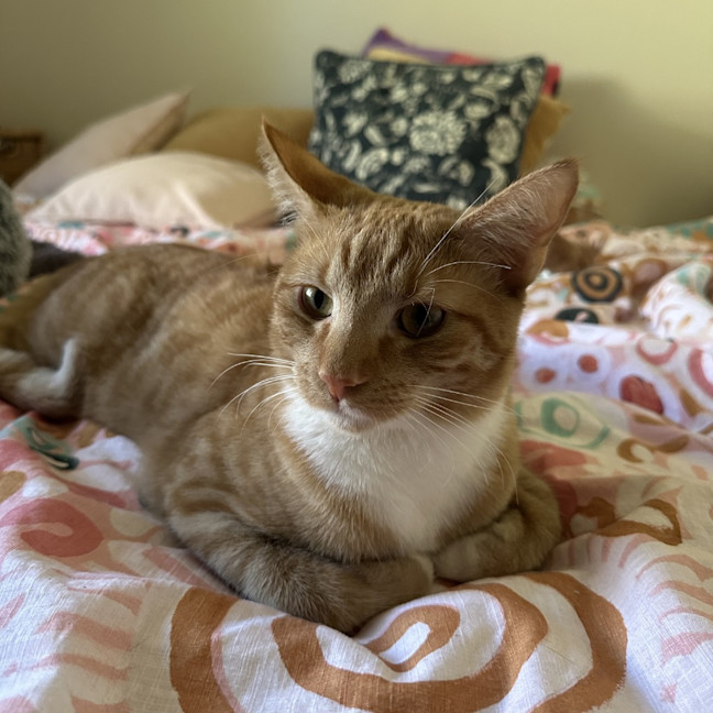 Photo of Griffin