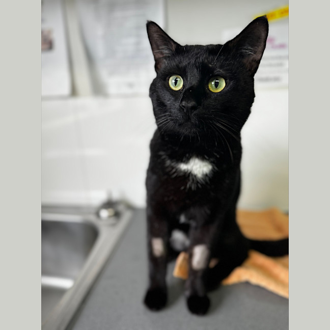 Photo of Terry Crews