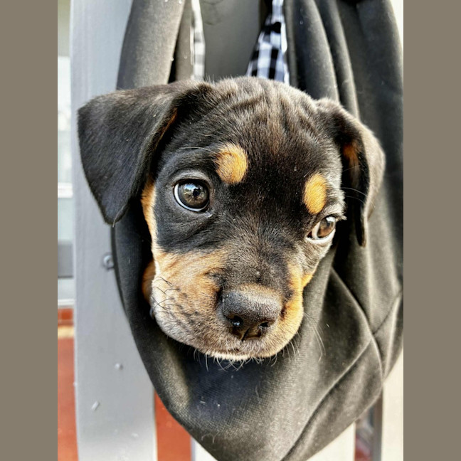 Photo of Maisy – 3 Month Old French Bulldog X