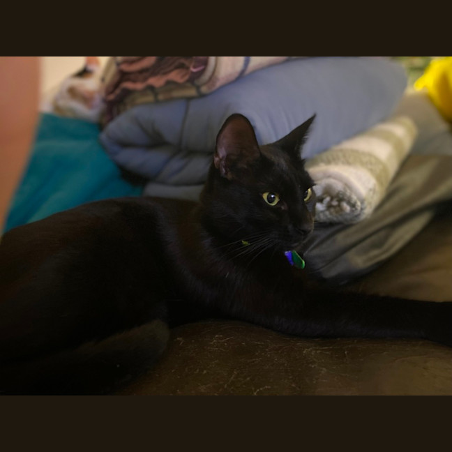 Photo of Slinky   1.5 Year Old Domestic Shorthair