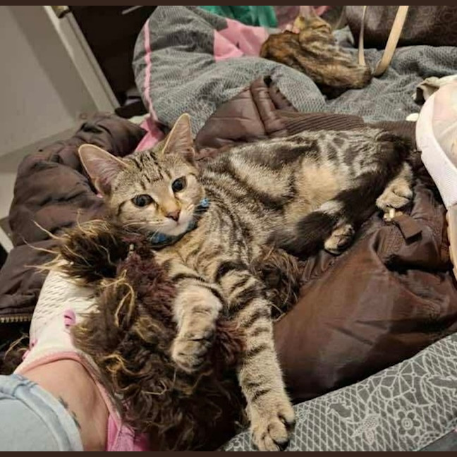 Photo of Luna & Jinx 