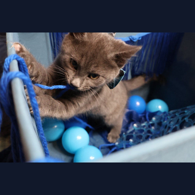 Photo of Neutron