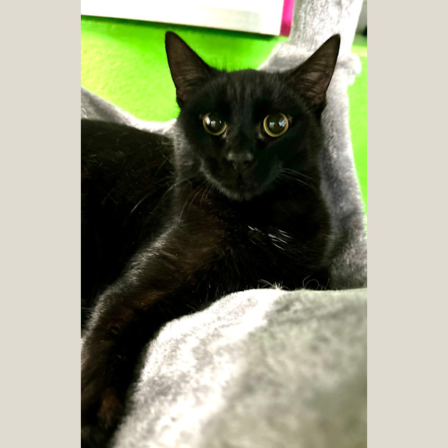 Photo of Baloo