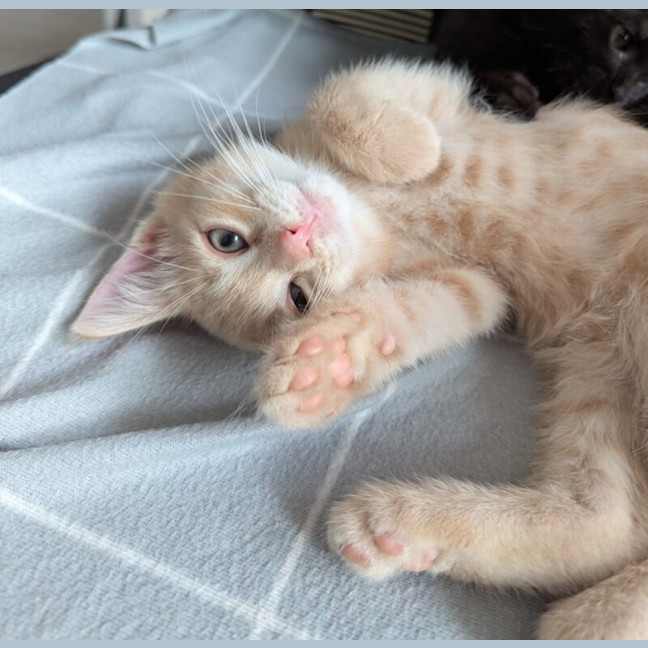 Photo of Kiwi