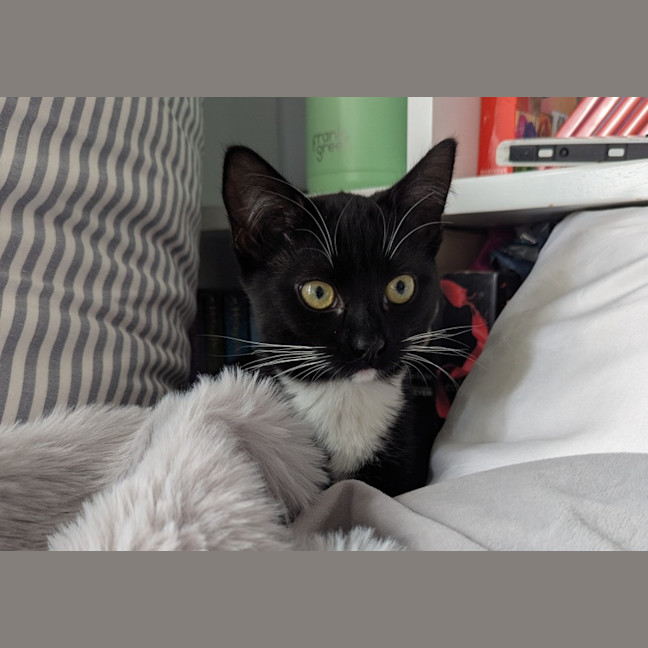 Photo of Vesper