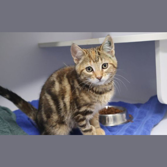 Photo of Tilly