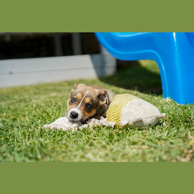 Photo of Baska   10 Week Old German Shepherd X