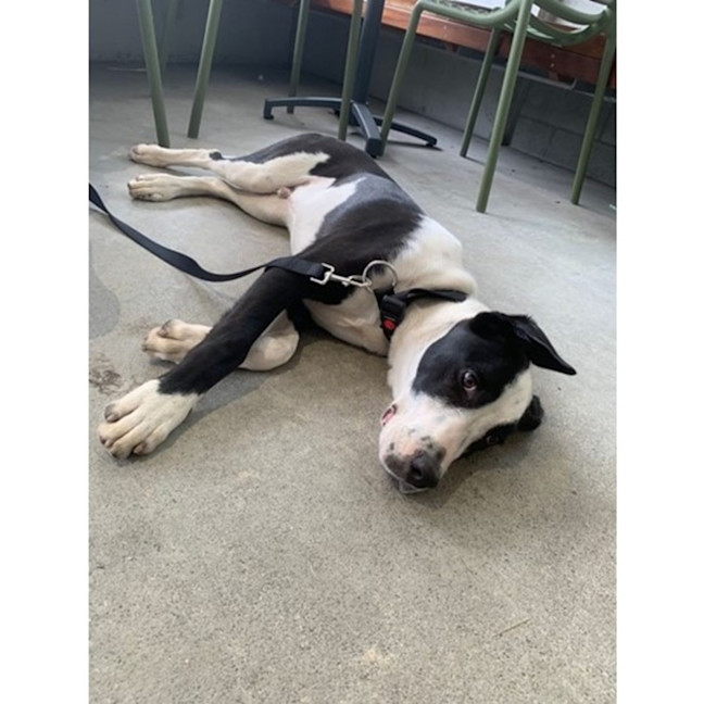 Photo of Ace *$250 Adoption Fee*