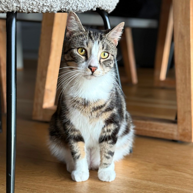 Photo of Tiramisu   Meet Me @ Petstock Prahran!