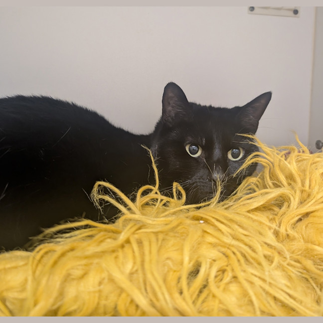 Photo of Raven