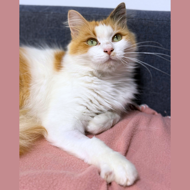 Photo of Harmony Was Miss Catberry Jam