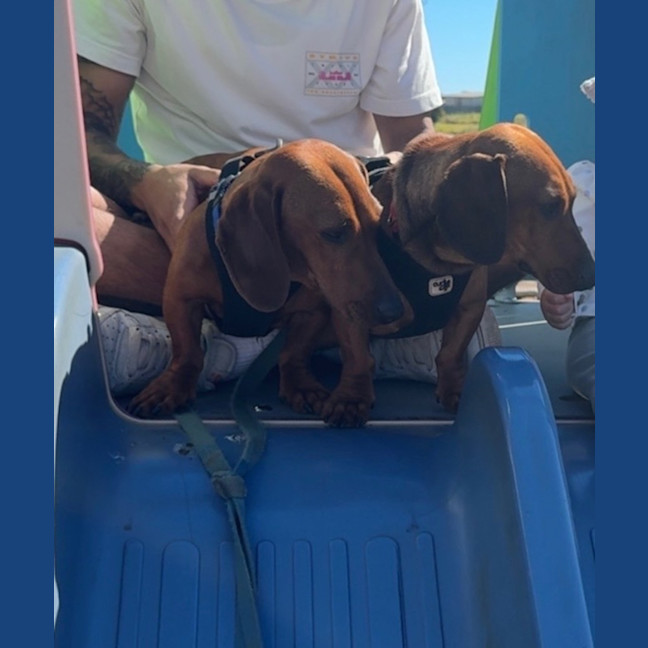 Photo of Paddy & Banjo