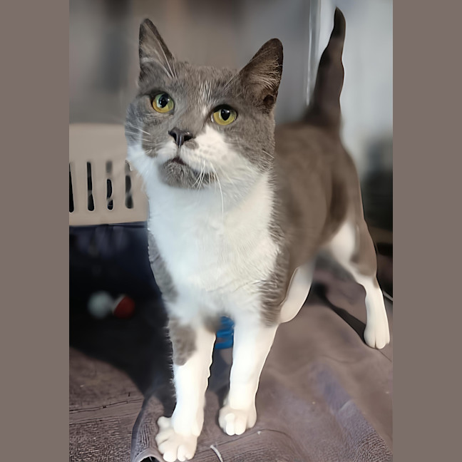 Photo of Bluey