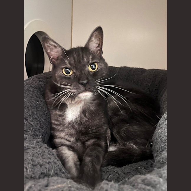 Photo of Sox