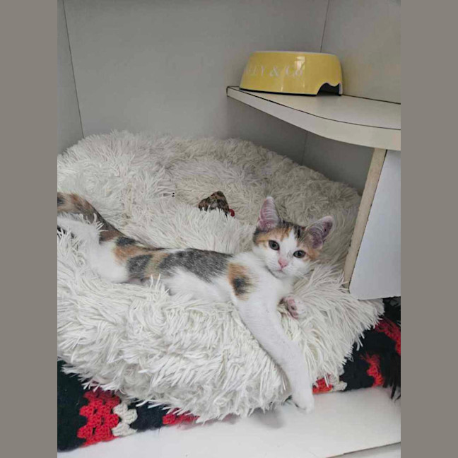 Photo of Mary Anne Johnston