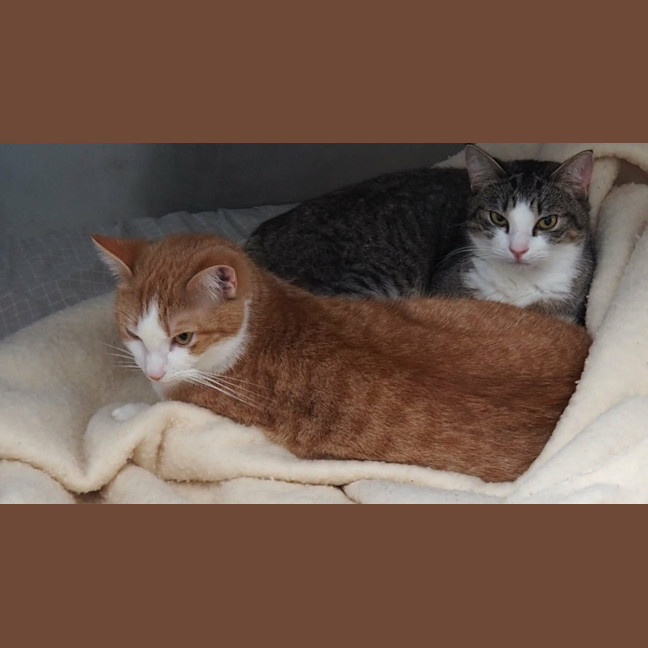 Photo of Lucy & Frankie *9 Lives Project Rescue*