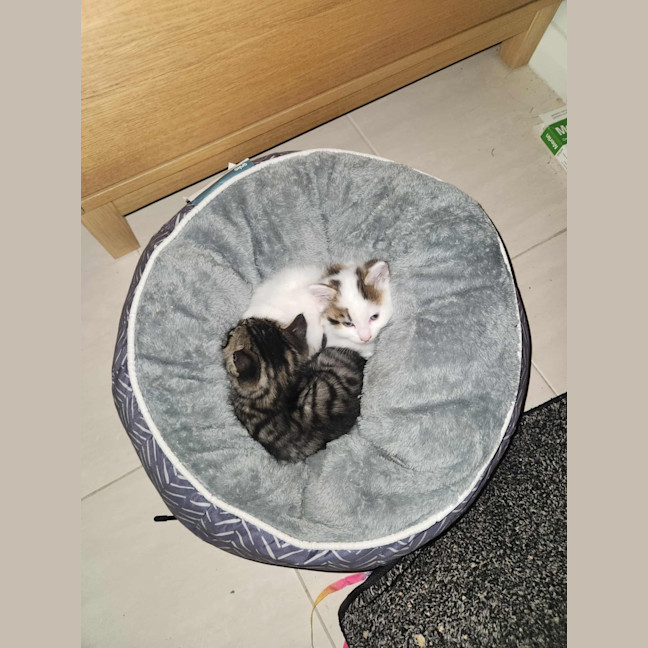 Photo of Smore
