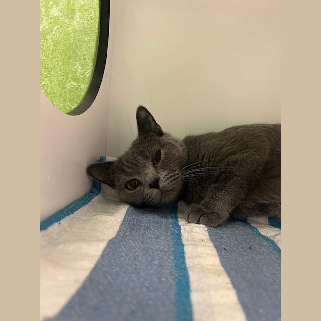 Photo of Luna