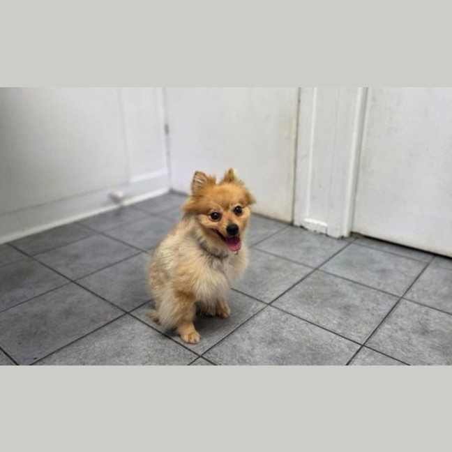 Photo of Cashew