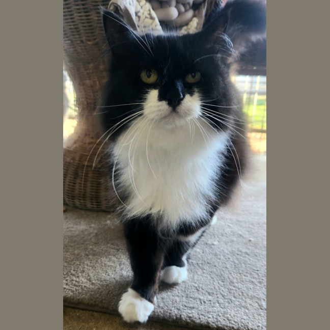Photo of Tux