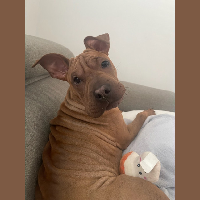 Photo of Shiloh