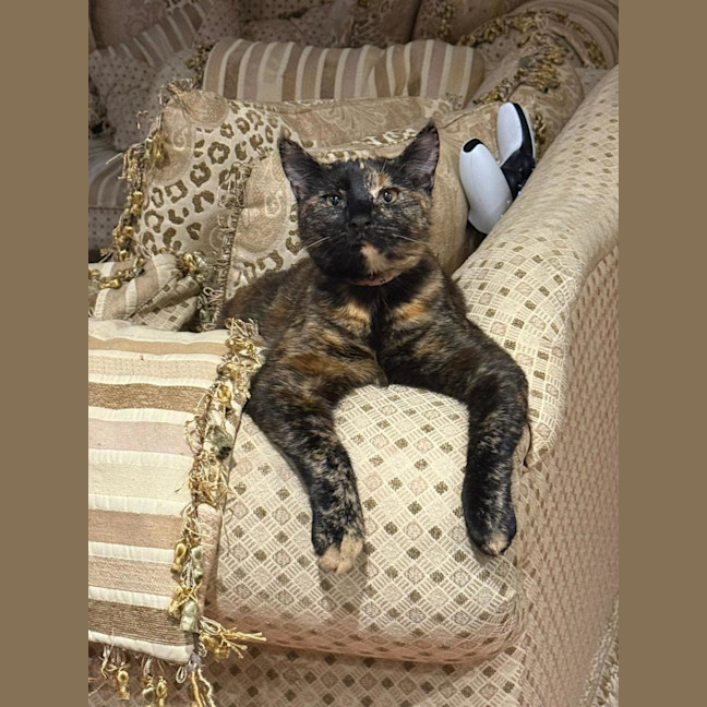 Photo of Panther