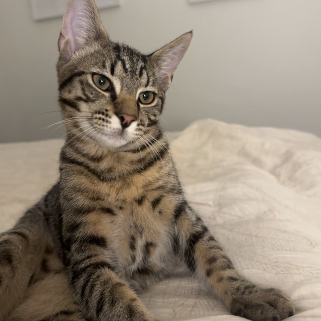 Photo of Macaroni