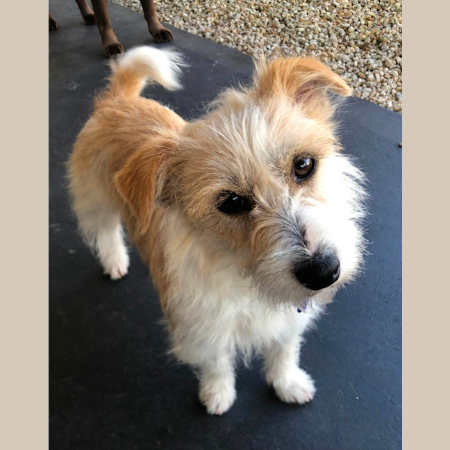 Photo of Luisa   19 Month Old Jack Russell X (Trial)