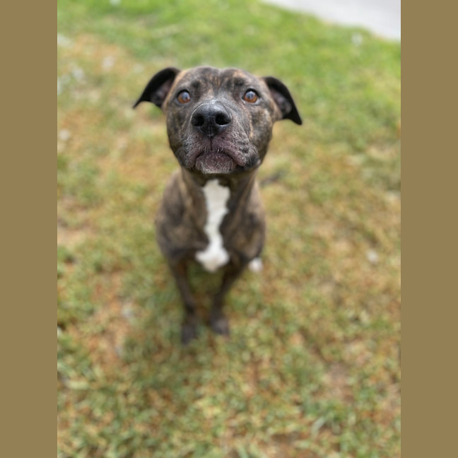 Photo of Sadie