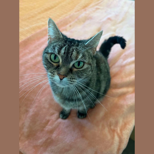 Photo of Birdie   In Foster Care In Richmond
