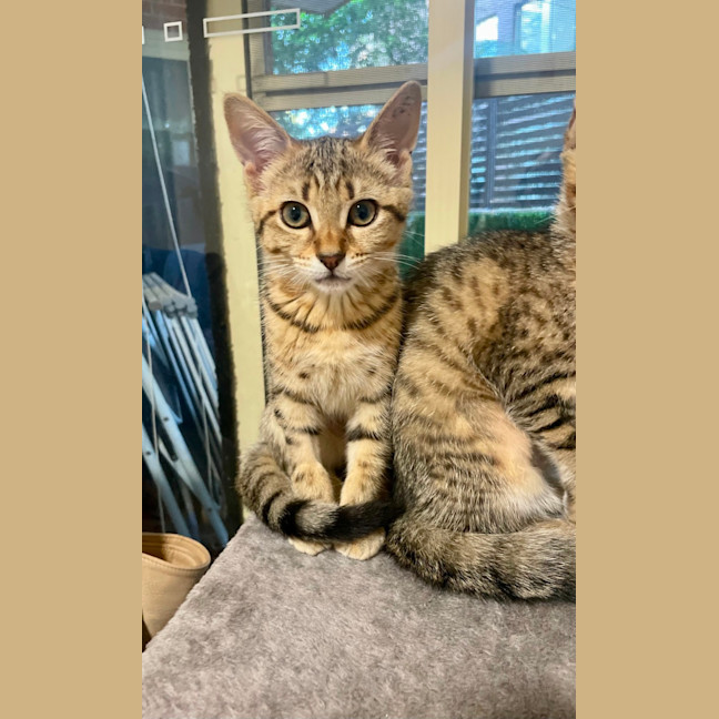 Photo of Mavis