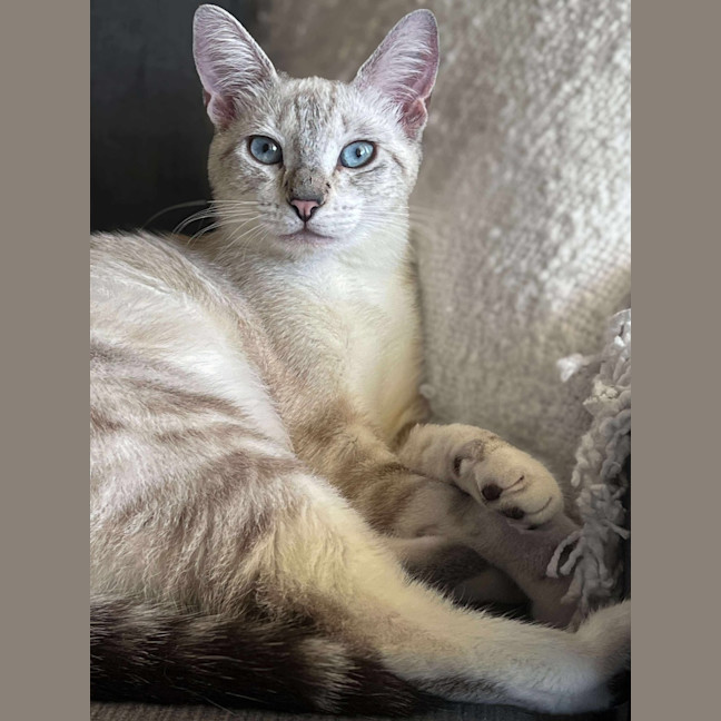 Photo of Milkshake